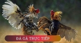 Đá gà trực tiếp là gì? Nên đá gà trực tiếp ở đâu?